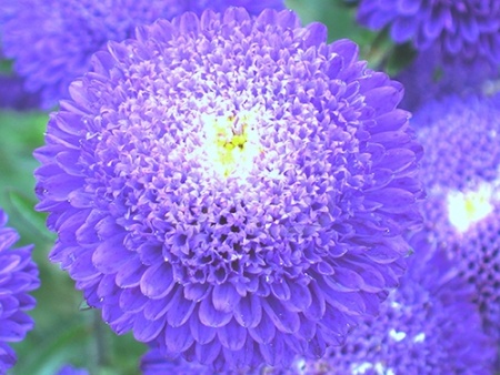 Violetas
