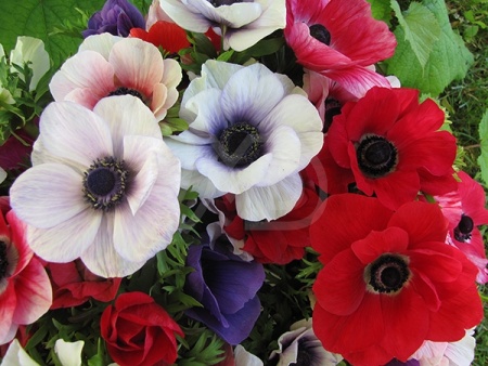 Vainaganemones