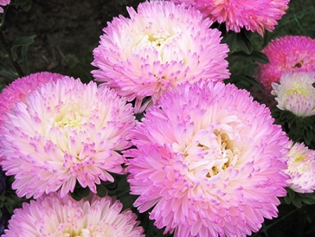 LC Rosewhite
