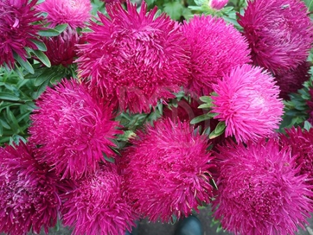Merilin Deep Red