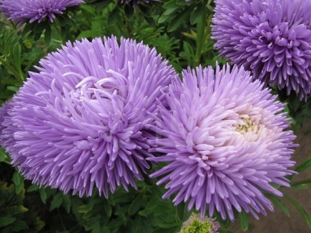 Merilin Lavander