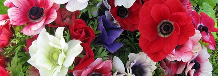 Anemones