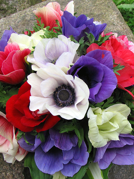 Vainaganemones