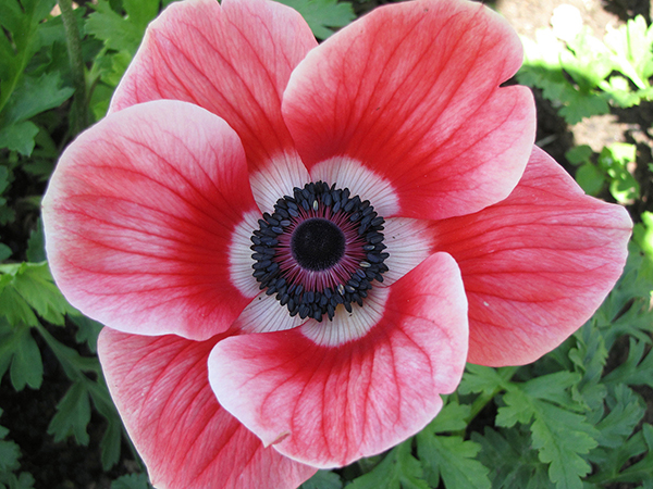 Vainaganemones